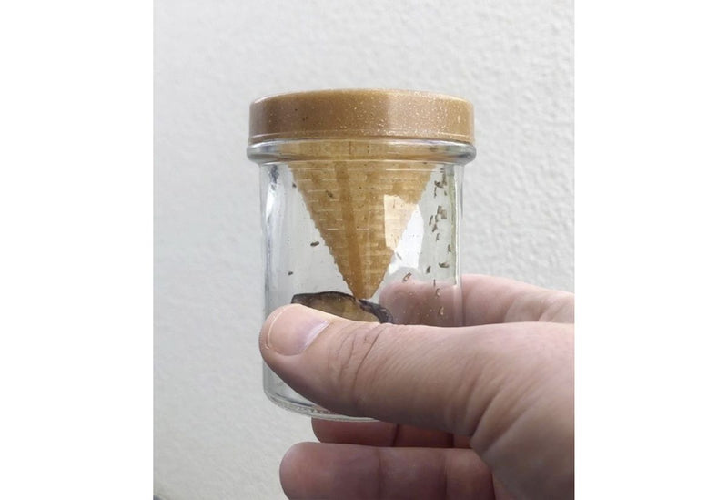 Frubby® Fruit Fly Live Trap