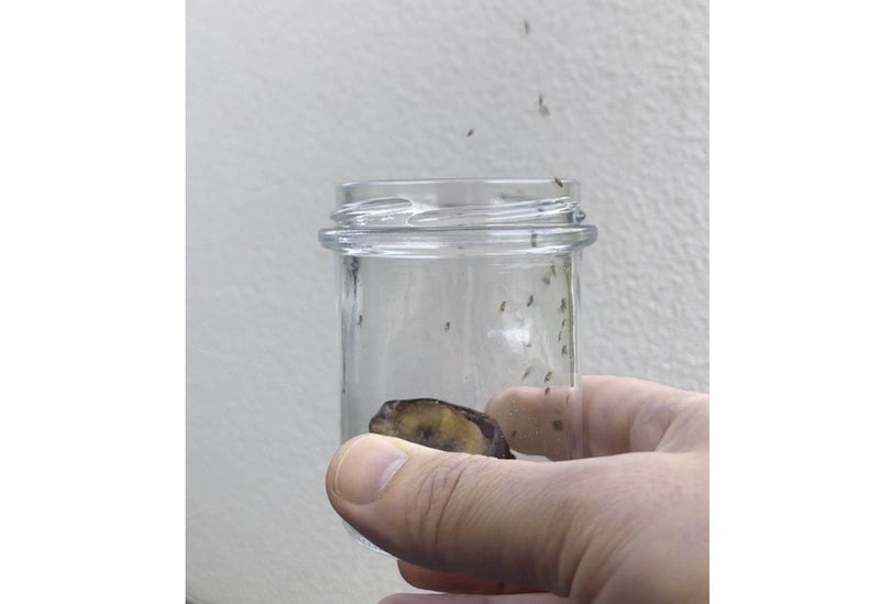 Frubby® Fruit Fly Live Trap