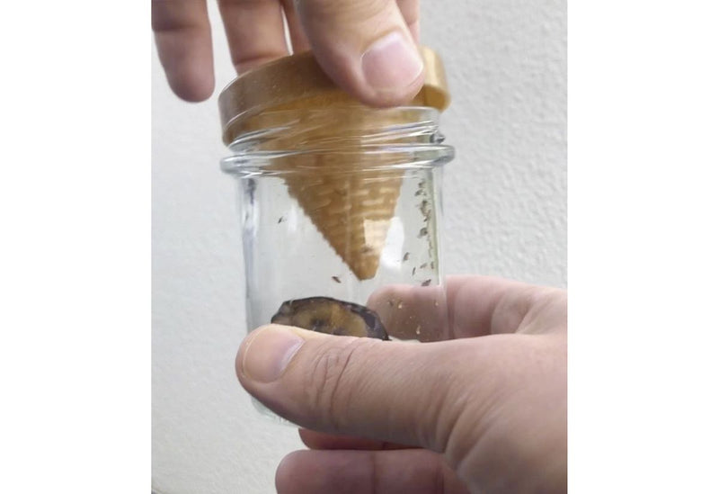 Frubby® Fruit Fly Live Trap